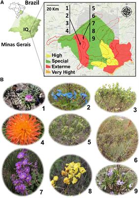 Brazilian Ironstone Plant Communities as Reservoirs of Culturable Bacteria With Diverse Biotechnological Potential